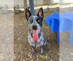 Gwen - Female Mutt Dog for Adoption - Small photo