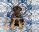 Small Photo #3 German Shepherd Dog Puppy For Sale in KIRKWOOD, PA, USA