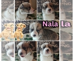 Puppy Puppy 6 Pembroke Welsh Corgi