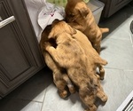 Small Photo #31 Boxer-Poodle (Standard) Mix Puppy For Sale in WEST POINT, VA, USA
