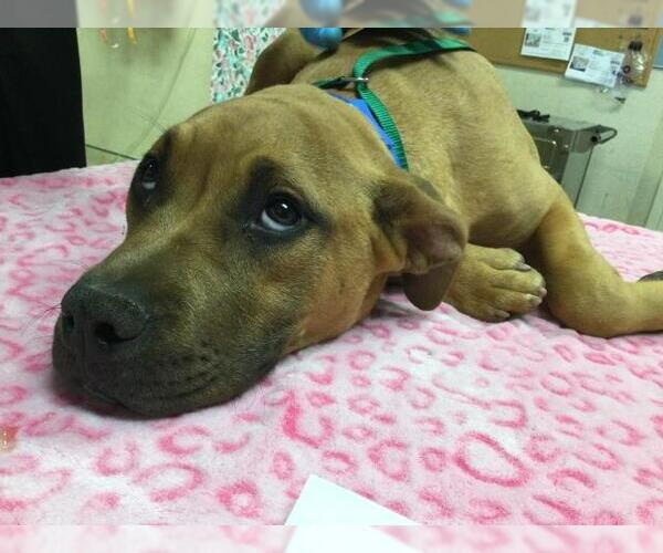 Medium Photo #1 Mutt Puppy For Sale in Riverside, CA, USA