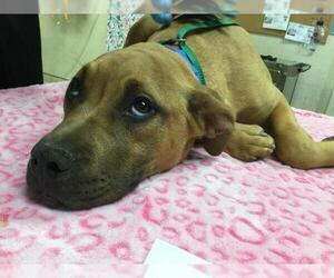 Mutt Dogs for adoption in Riverside, CA, USA