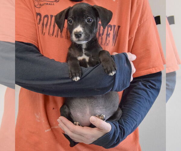 Medium Photo #3 Border Collie-Unknown Mix Puppy For Sale in Huntley, IL, USA