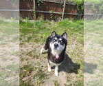 Small #2 Siberian Husky