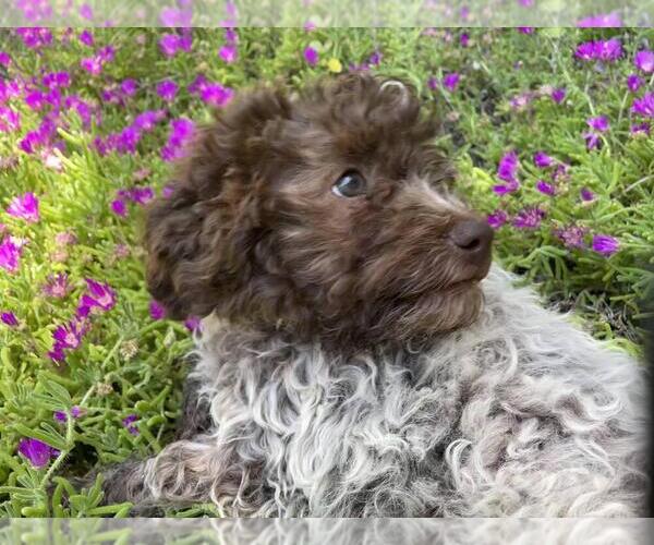 Full screen Photo #5 Lagotto Romagnolo Puppy For Sale in AGUA DULCE, CA, USA
