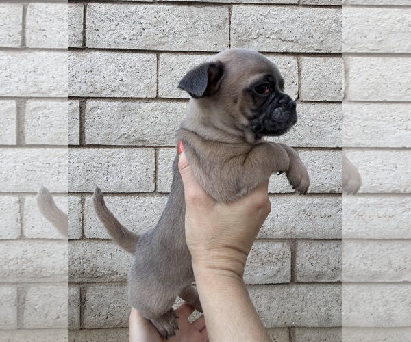 Medium Photo #8 Pug-Unknown Mix Puppy For Sale in Corona, CA, USA