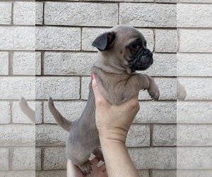 Rocket - Male Pug-Unknown Mix Dog for Adoption - Photo #8