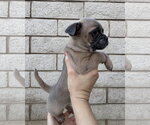 Small Photo #8 Pug-Unknown Mix Puppy For Sale in Corona, CA, USA