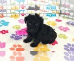 Cody - Male Yorkipoo Puppy for Sale - Photo #11