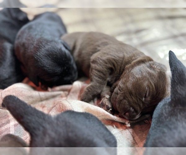 Medium Photo #2 Labrador Retriever Puppy For Sale in BEECHER CITY, IL, USA