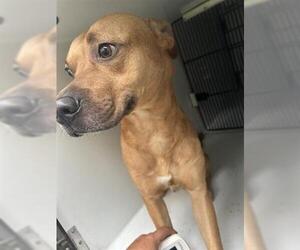 Boxer-Unknown Mix Dogs for adoption in Houston, TX, USA