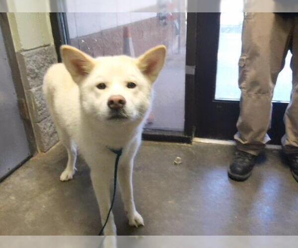 Medium Photo #1 Siberian Husky Puppy For Sale in Tulsa, OK, USA