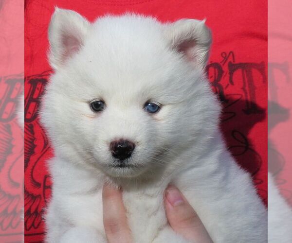 Medium Photo #3 Alaskan Klee Kai Puppy For Sale in SEBRING, FL, USA