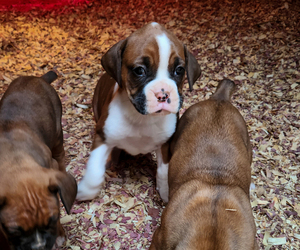 Boxer Puppy for sale in REIDSVILLE, NC, USA