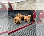 Small Photo #4 Golden Retriever Puppy For Sale in CHULA VISTA, CA, USA