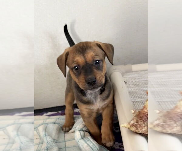 Medium Photo #4 Labrador Retriever-Unknown Mix Puppy For Sale in Bolivar, MO, USA