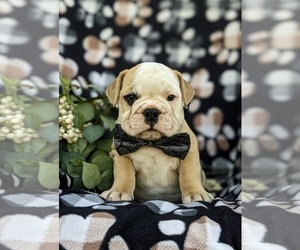 Olde English Bulldogge Puppy for sale in OXFORD, PA, USA