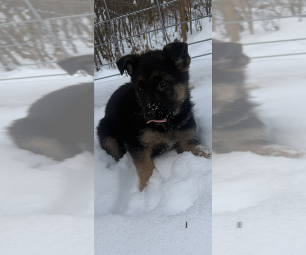 Medium Photo #6 German Shepherd Dog Puppy For Sale in MINNETONKA, MN, USA
