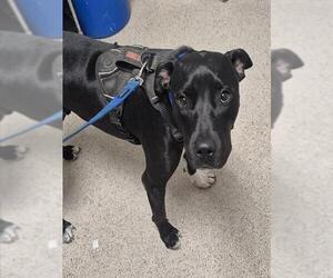 Mutt Dogs for adoption in Bakersfield, CA, USA
