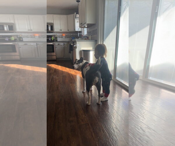 Medium Photo #15 American Pit Bull Terrier-Unknown Mix Puppy For Sale in Germantown, OH, USA