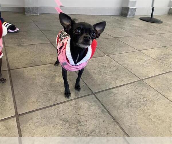Medium Photo #1 Chihuahua-Unknown Mix Puppy For Sale in San Antonio, TX, USA