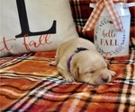 Small Photo #6 Golden Labrador Puppy For Sale in MARYVILLE, MO, USA