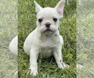 French Bulldog Puppy for sale in MIAMI, FL, USA