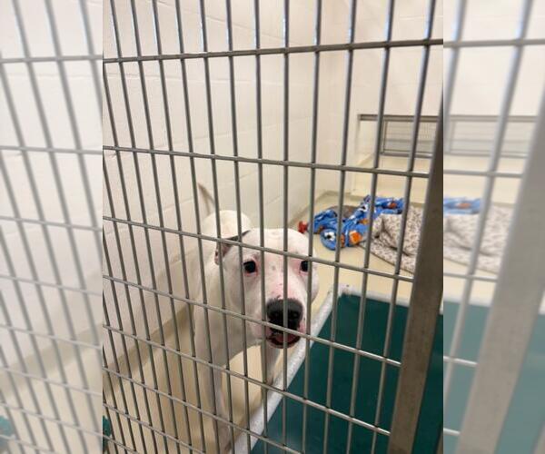 Medium Photo #1 American Pit Bull Terrier Puppy For Sale in Fremont, CA, USA