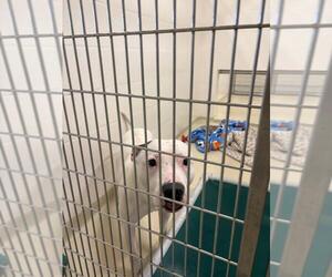 American Pit Bull Terrier Dogs for adoption in Fremont, CA, USA