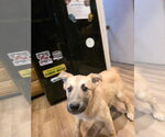 Small #1 Labrador Retriever Mix