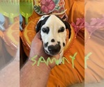 Small #3 Dalmatian