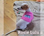Small #10 Chiweenie