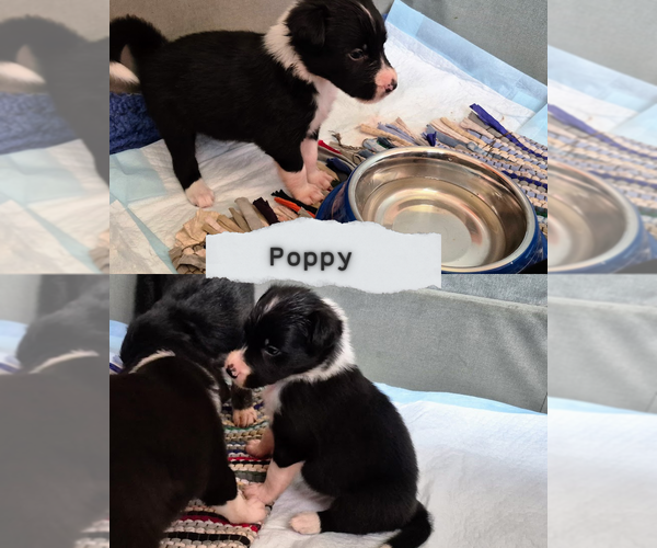 Medium Photo #3 Border-Aussie Puppy For Sale in BLUE RIVER, WI, USA