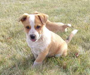 Australian Cattle Dog Puppy for sale in PINE GROVE, PA, USA