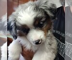Small #4 Australian Shepherd