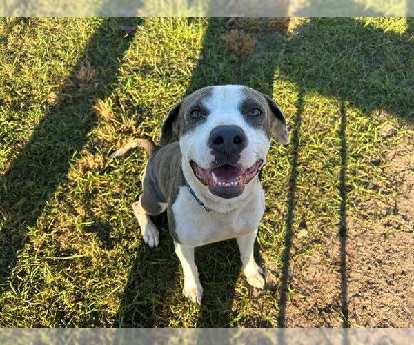Medium Photo #3 American Pit Bull Terrier-Unknown Mix Puppy For Sale in Ocala, FL, USA