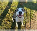 Small #2 American Pit Bull Terrier Mix