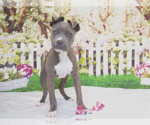 Medium Photo #1 Mutt Puppy For Sale in Oroville, CA, USA