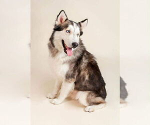 Siberian Husky-Unknown Mix Dogs for adoption in Oak Bluffs, MA, USA