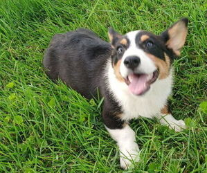 Pembroke Welsh Corgi Puppy for sale in MILTON, WI, USA