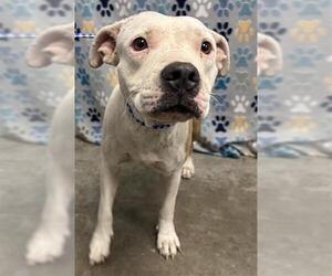 American Bulldog-Unknown Mix Dogs for adoption in Rosenberg, TX, USA