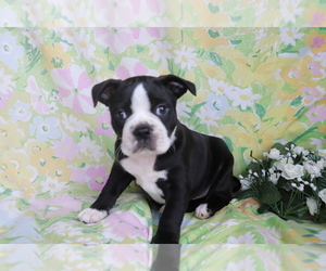 Boston Terrier-Faux Frenchbo Bulldog Mix Puppy for sale in SHILOH, OH, USA