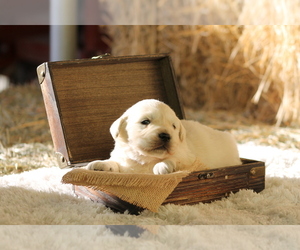 English Cream Golden Retriever Puppy for sale in LOMA, CO, USA