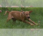 Small #4 Labrador Retriever