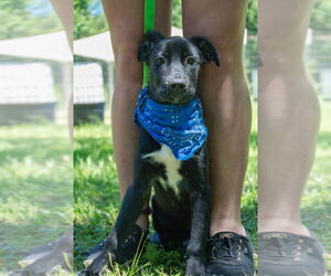 Labrador Retriever Dogs for adoption in FRAMINGHAM, MA, USA