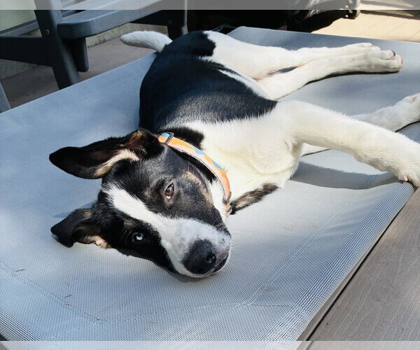 Medium Photo #6 Siberian Husky-Unknown Mix Puppy For Sale in Germantown, OH, USA
