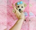 Small #3 Poodle (Toy)