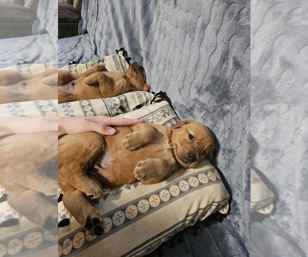 Medium Photo #6 Golden Retriever Puppy For Sale in SALISBURY, NC, USA
