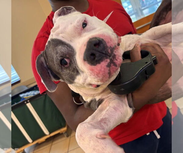 Medium Photo #1 American Pit Bull Terrier-Unknown Mix Puppy For Sale in Virginia Beach, VA, USA