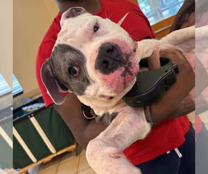 American Pit Bull Terrier-Unknown Mix Dogs for adoption in Virginia Beach, VA, USA